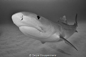 Ethereal
A graceful tiger shark appears to hover over th... by Tanya Houppermans 